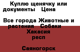 Куплю щенячку или документы › Цена ­ 3 000 - Все города Животные и растения » Собаки   . Хакасия респ.,Саяногорск г.